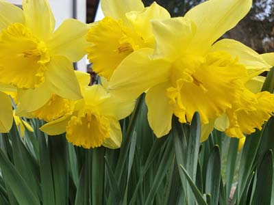 E UL Daffodils KW 13