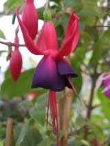 fuchsie