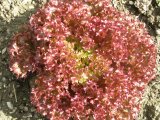 n_lollorossa