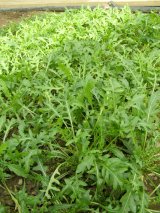 n_rucola