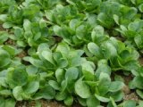 n_vogerlsalat