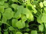 n_winterportulak