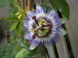 passionsblume