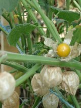 gae_andenbeeren