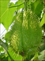 gae_sechium2
